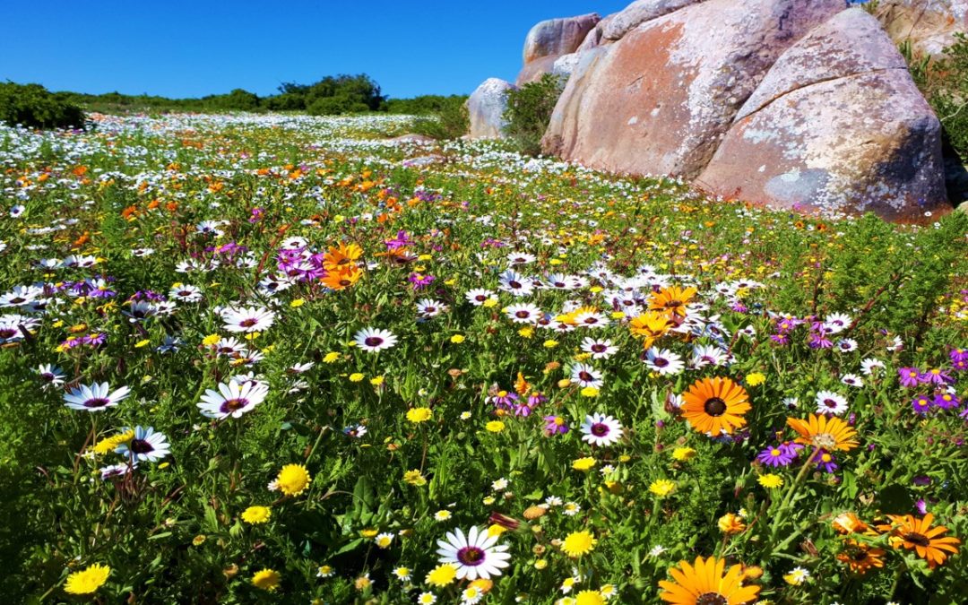 New Moon 9th September – Bringing in the New!