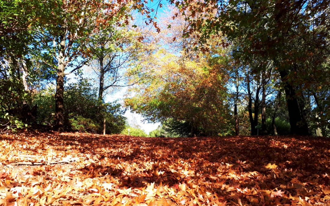 New Moon May 5th – The Turning